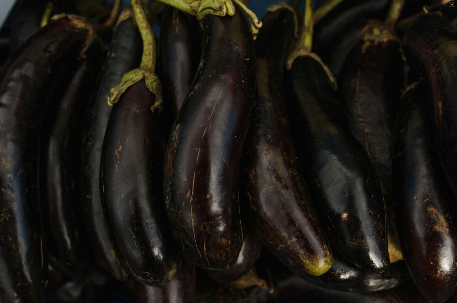 Eggplant